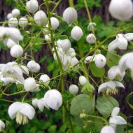 Thalictrum delavayi ‘Splendide White’ (Rutewka Delavay'a) - thalictrum-delavayi-splendide-white-595x595[1].jpg